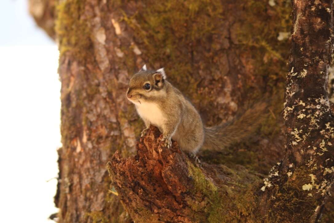 Image of Swinhoe's Striped Squirrel