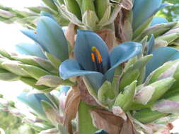 Image of Puya berteroniana Mez