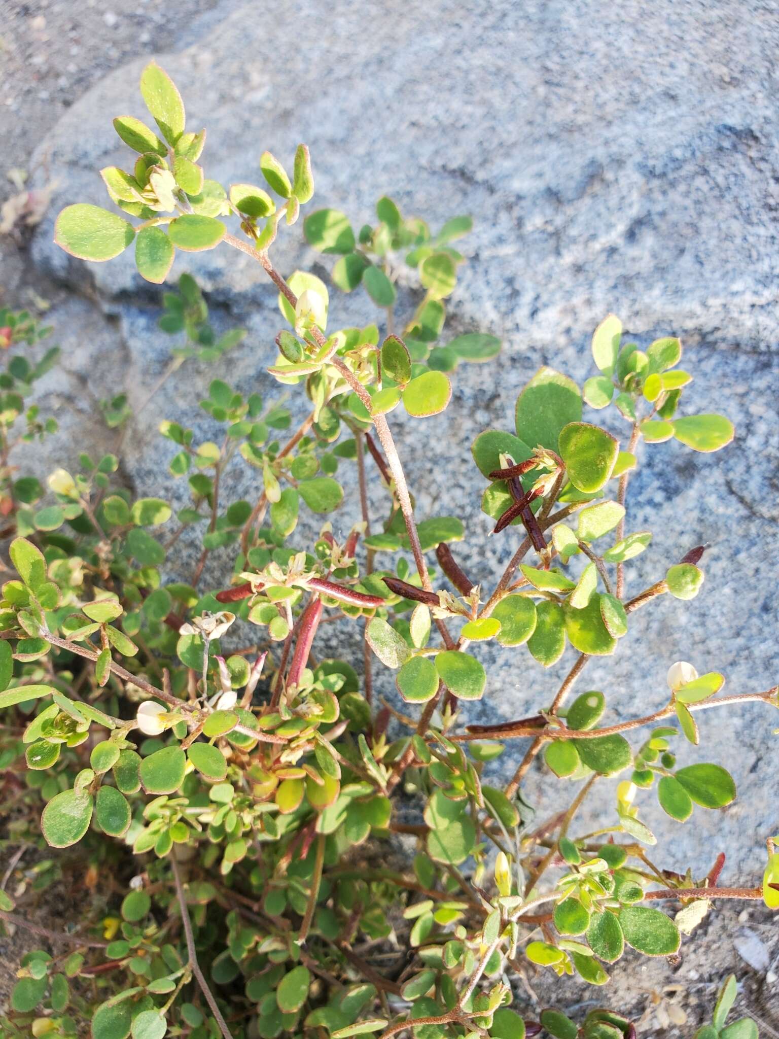 Image of coastal bird's-foot trefoil