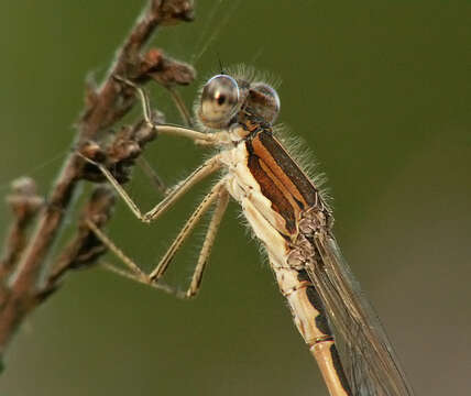 Image of Common Winter Damsel