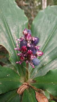 Image of Palisota ambigua (P. Beauv.) C. B. Clarke