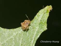 Image of Coridromius chinensis Liu & Zhao 1999