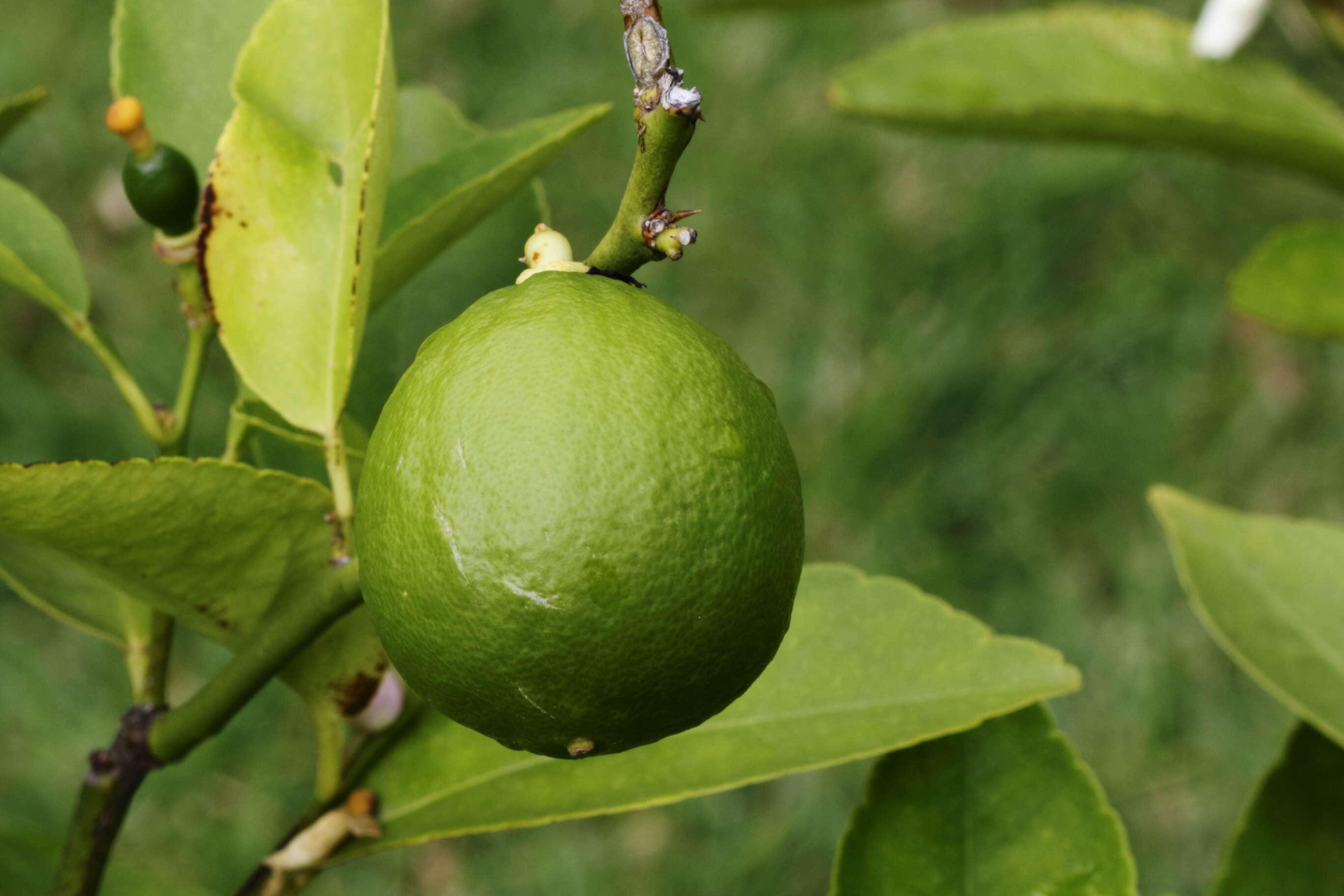 صورة Citrus latifolia (Tanaka ex Yu. Tanaka) Tanaka