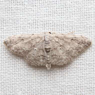 صورة Idaea violacearia Walker 1861