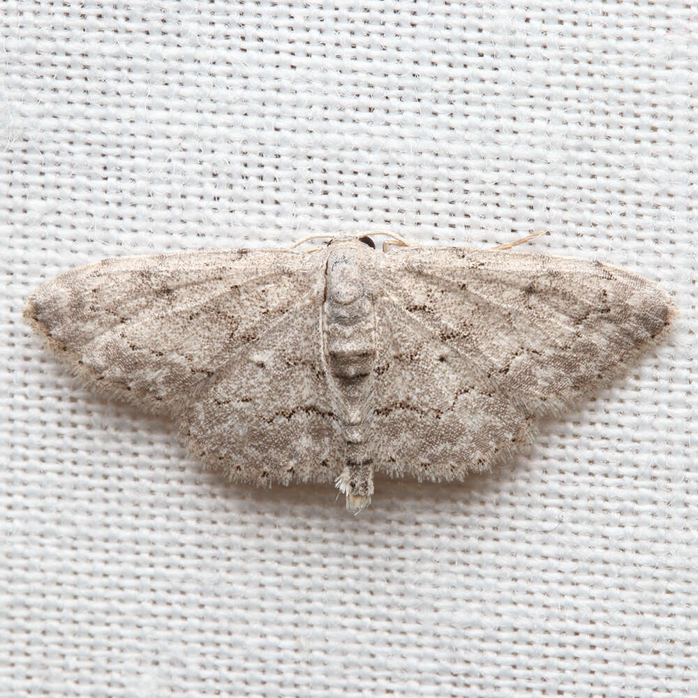 صورة Idaea violacearia Walker 1861