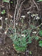 Plancia ëd Arabidopsis lyrata subsp. kamchatica (Fisch. ex DC.) O'Kane & Al-Shehbaz