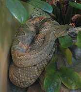 Image of Cascabel Rattlesnake