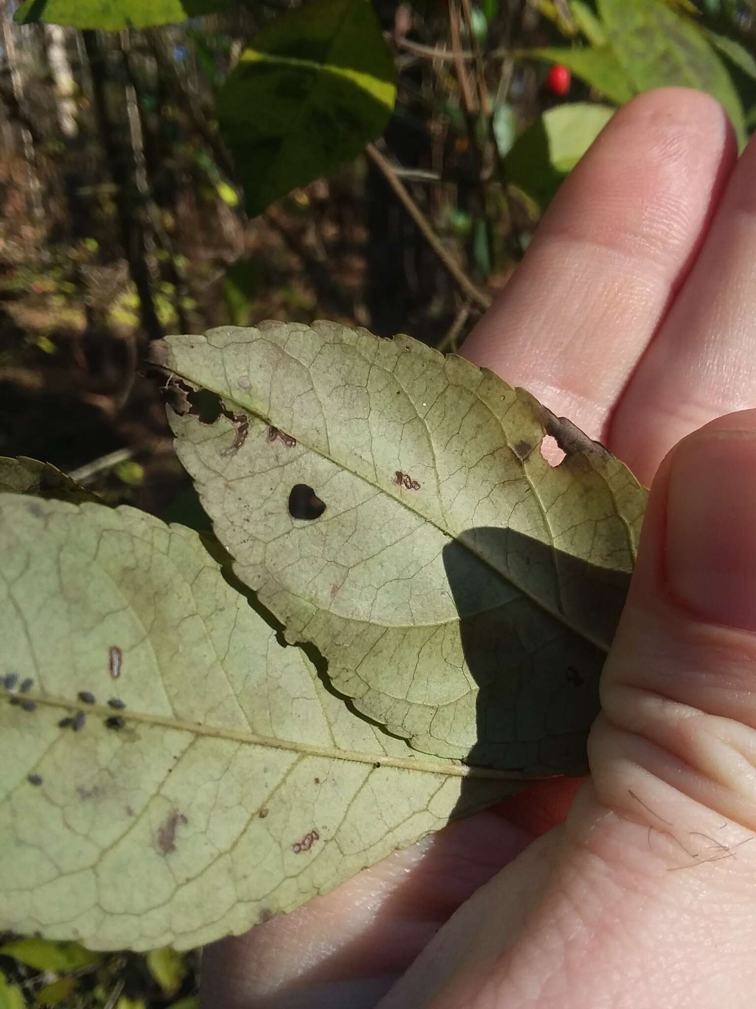 Image of Georgia Holly