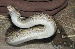 Image of Anchieta's Dwarf Python