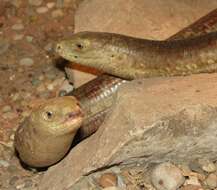 Image of legless lizard