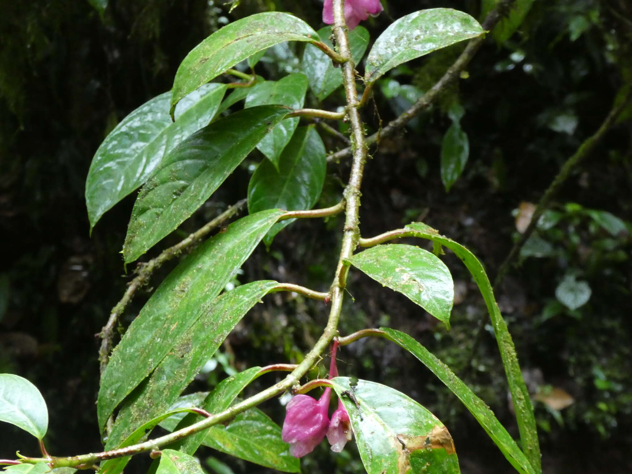 Image of Drymonia conchocalyx Hanst.