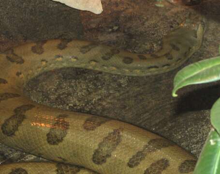 Image of Green anaconda