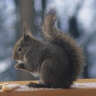 Image of squirrels, dormice, and relatives