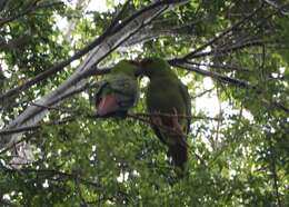 Image of Slender-billed Conure