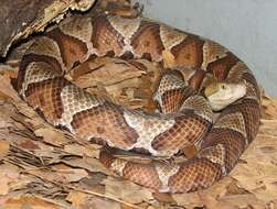 Image of Copperhead