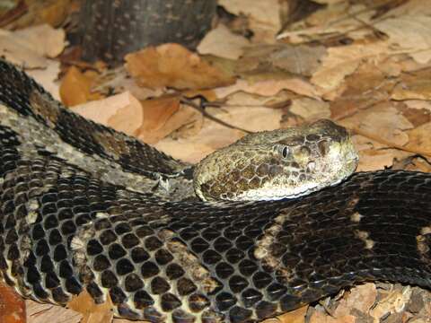 Image of Timber Rattlesnake