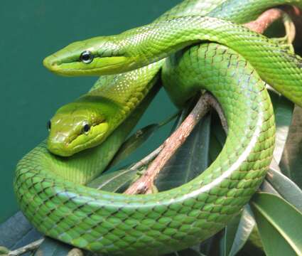 Plancia ëd Gonyosoma oxycephalum (F. Boie 1827)