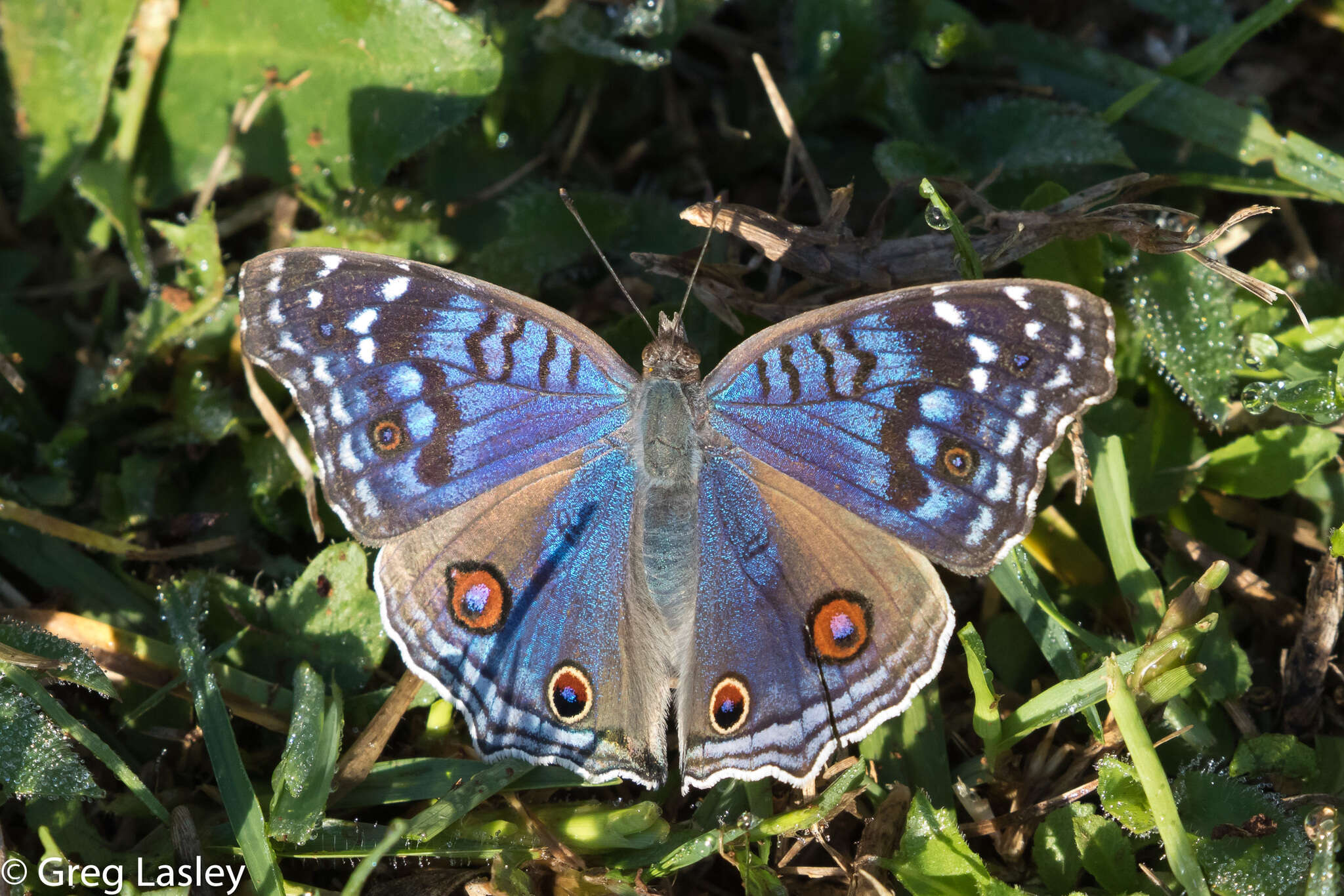 Image of Junonia rhadama Boisduval 1833