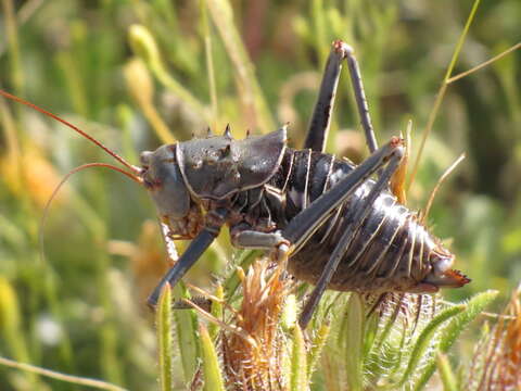 Image of Armoured Katydid