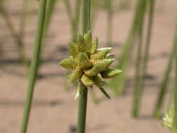 صورة Cyperus laevigatus subsp. laevigatus