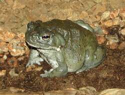 Image of Colorado River Toad Sonoran Desert Toad