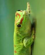 Phelsuma madagascariensis Gray 1831 resmi