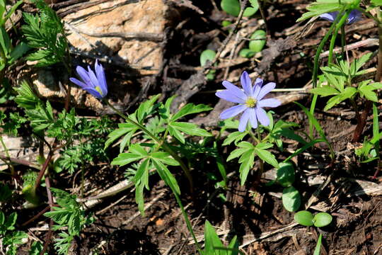 Anemone caucasica Willd. ex Rupr. resmi