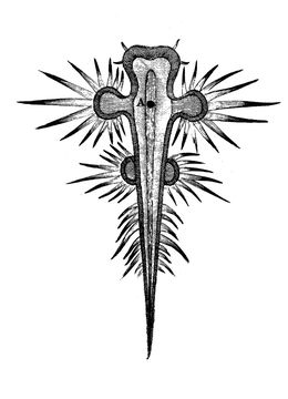 Image of B