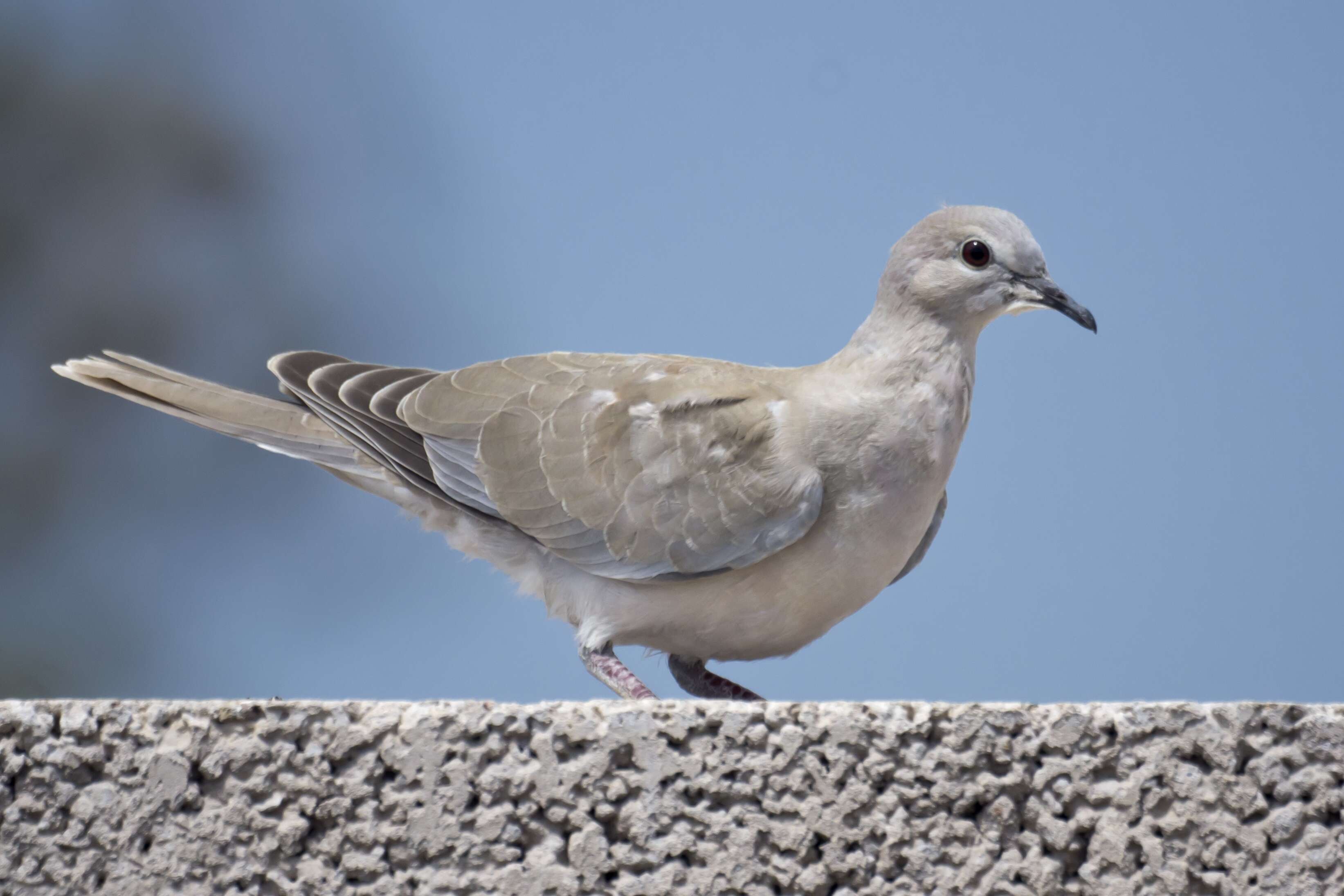 Image of Streptopelia Bonaparte 1855