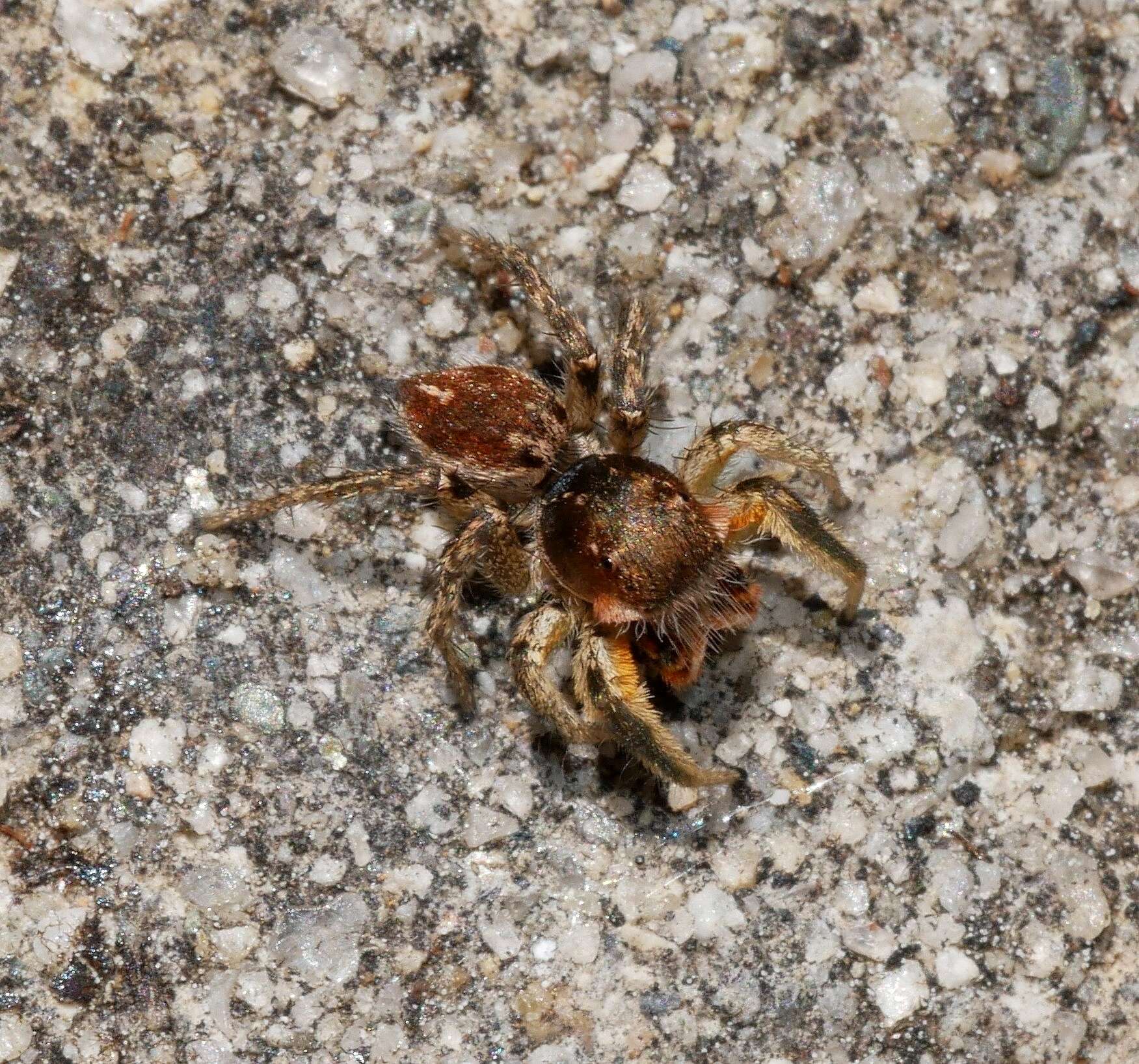 Image of Habronattus mustaciatus (Chamberlin & Ivie 1941)