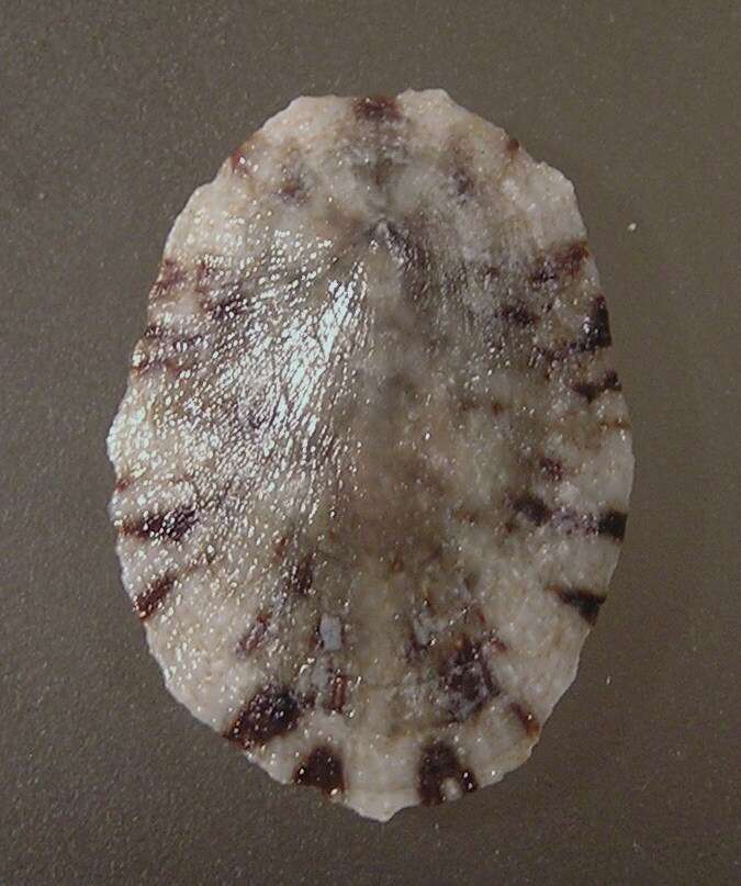 Image of Cellana radiata (Born 1778)