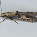 Image of Apple pith moth