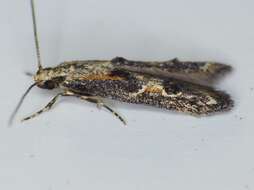 Image of Apple pith moth