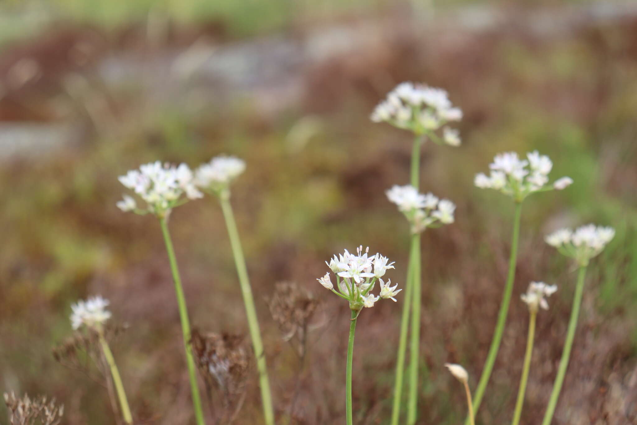 Image of Little River Canyon onion