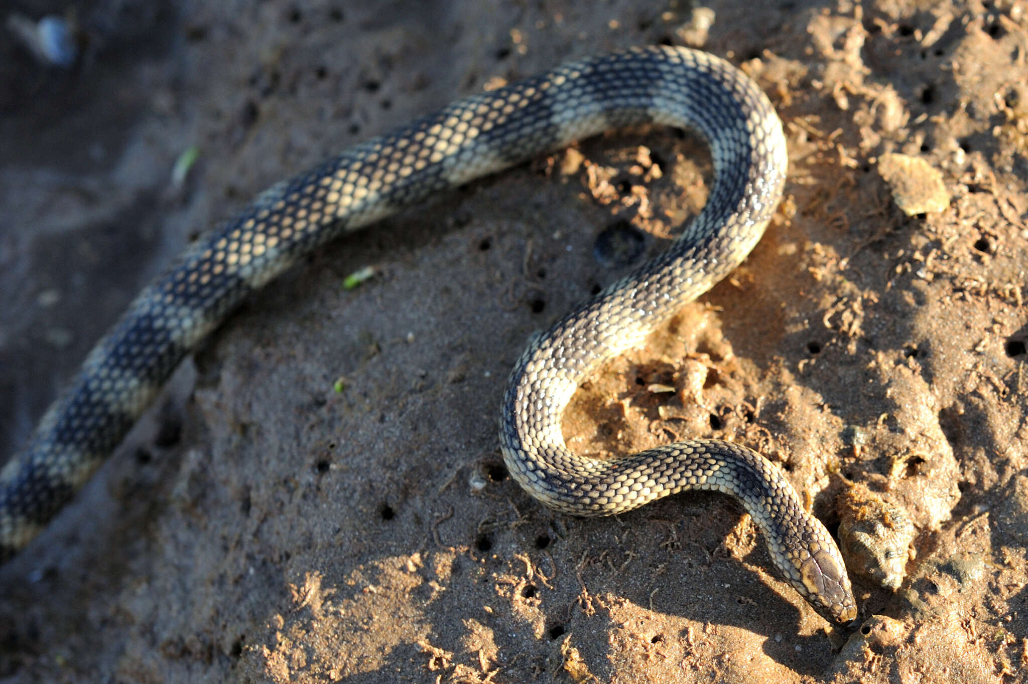 Image of North-western Mangrove Seasnake