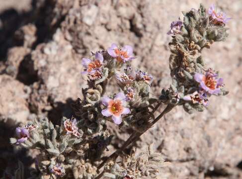 Image of Tiquilia atacamensis (Phil.) A. Richardson