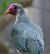 Image of Jambu Fruit Dove