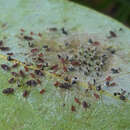 Image of Avocado lace bug