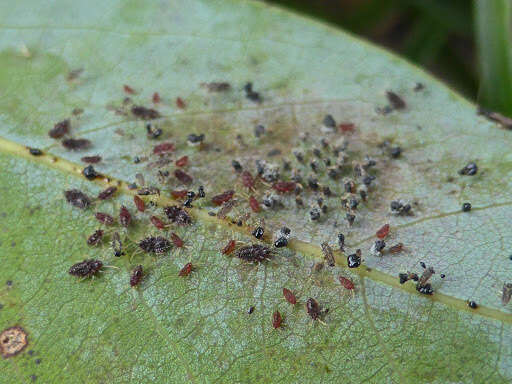 Image of Avocado lace bug