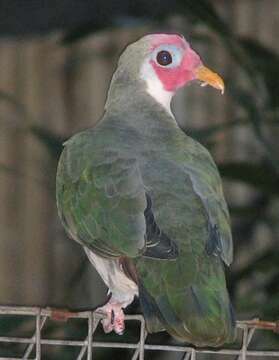 Image of Jambu Fruit Dove