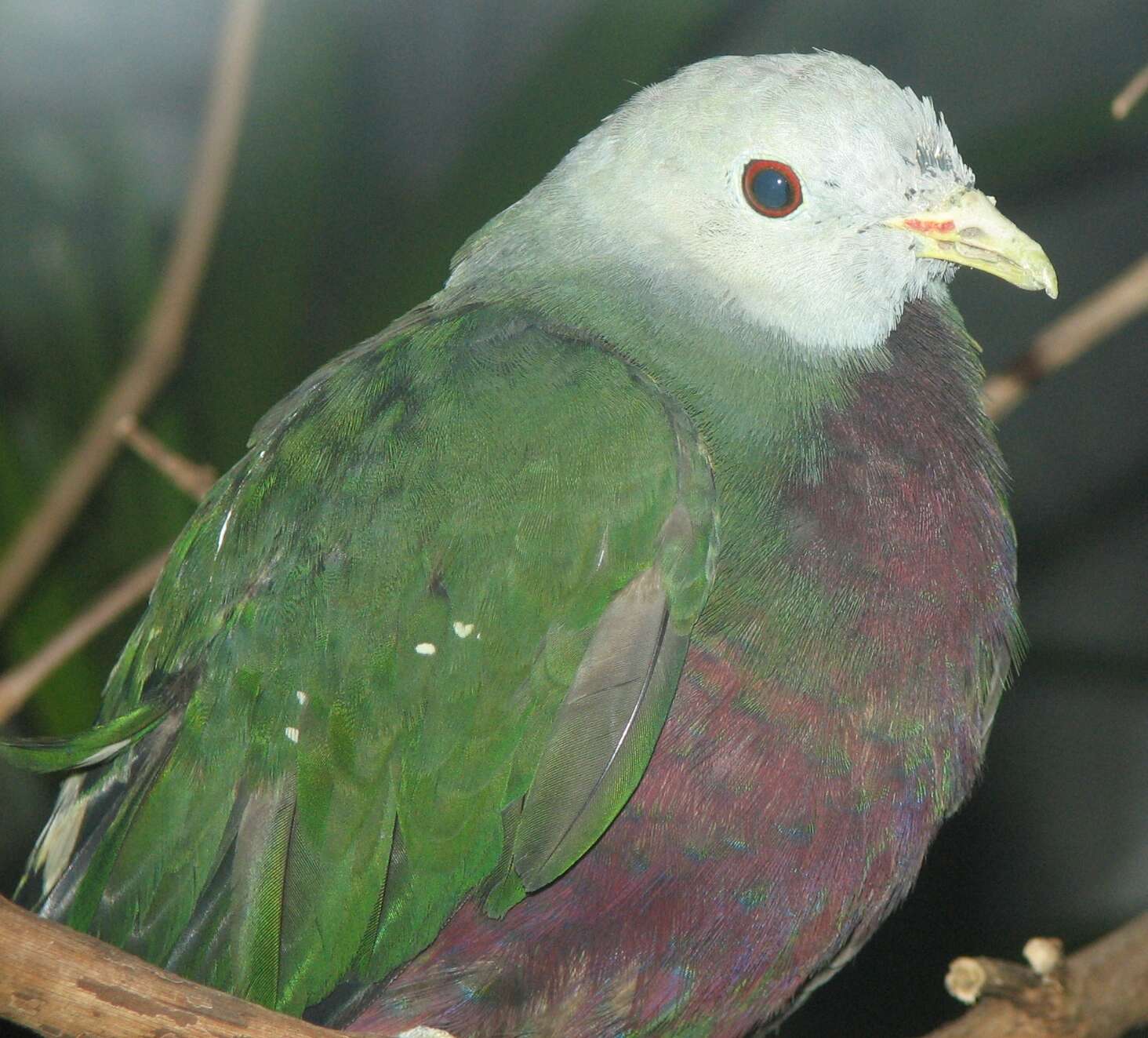 Image of Wompoo Fruit Dove