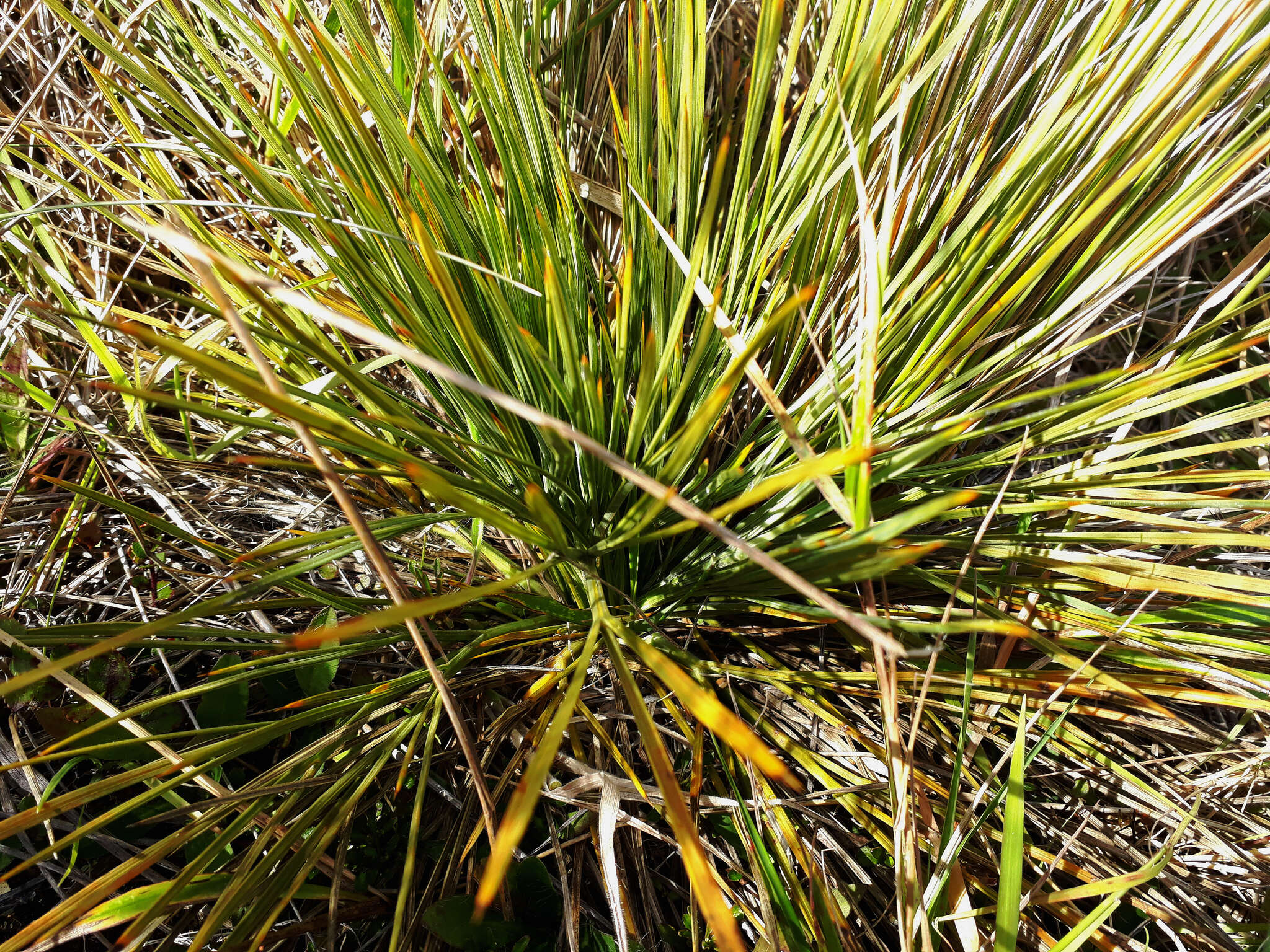 Image of Aciphylla squarrosa J. R. Forster & G. Forster