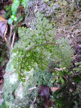 صورة <i>Hymenophyllum polyanthon</i>