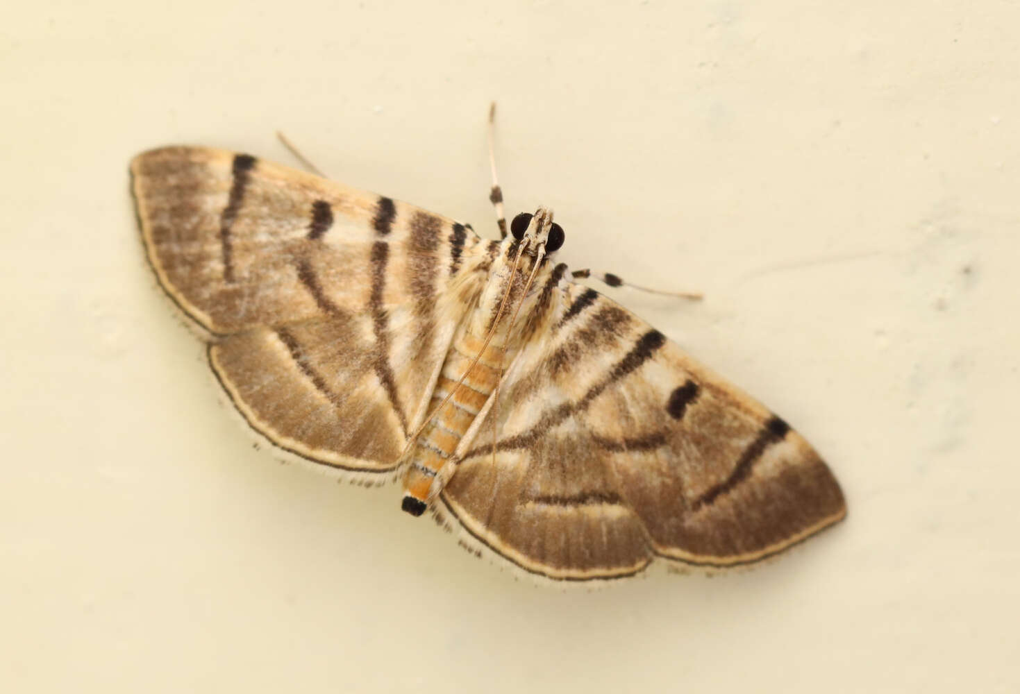 Image of Dichocrocis definita Butler 1889