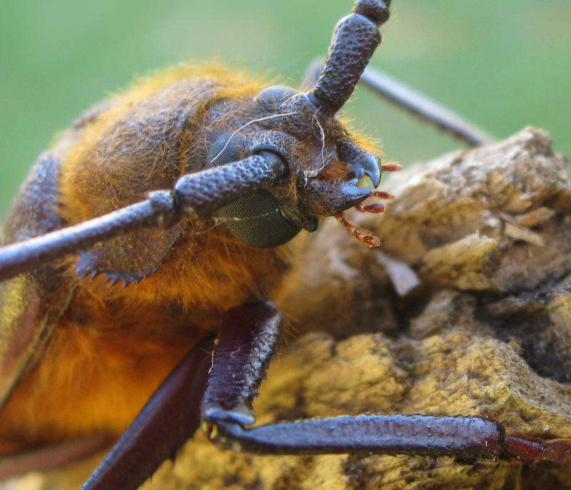 Image of Erioderus candezei (Lameere 1903)