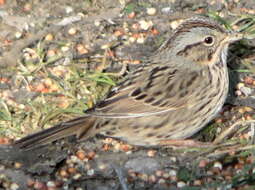 Image of Lincoln's Sparrow