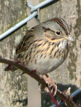 Image of Lincoln's Sparrow