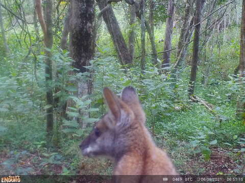 Image of Black-striped Scrub Wallaby