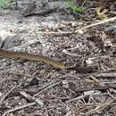 Image of Crowned Snake