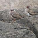 Image of Rock Pratincole